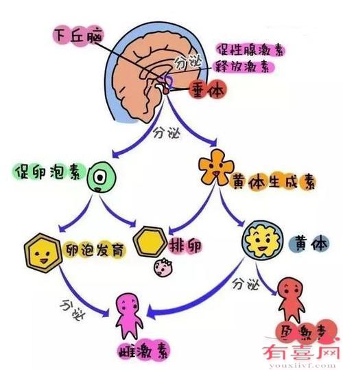 影响促卵泡生成素的因素有哪些