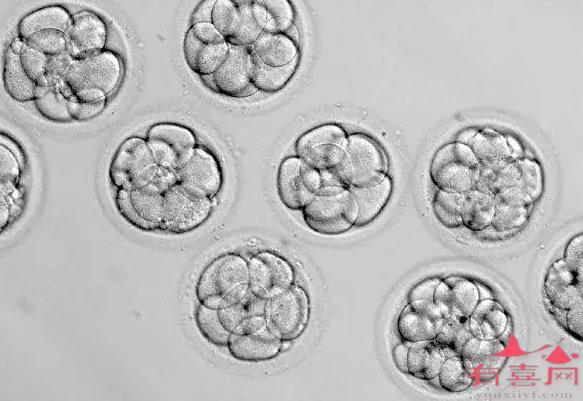 试管胚胎碎片多怎样改善