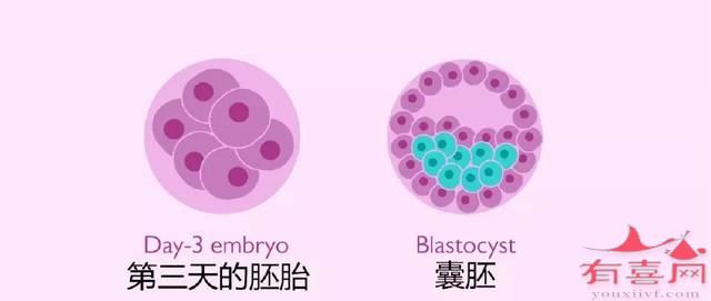 囊胚一次可以移植几个呢