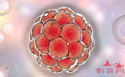 囊胚移植后1到14天变化情况是怎么样的