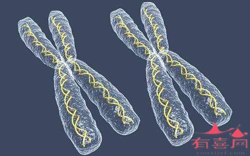 囊胚会有染色体缺失吗