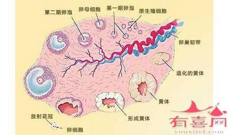 卵泡期是什么意思