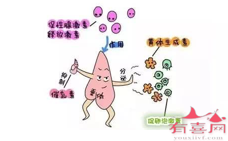 泌乳素高会不孕吗