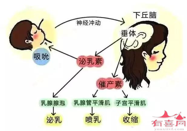 泌乳素高可以做试管婴儿吗