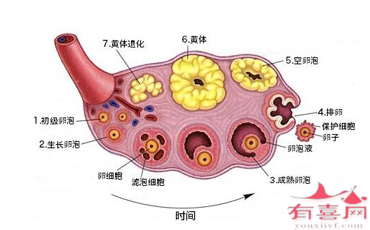  卵泡排掉与萎缩的区别是什么