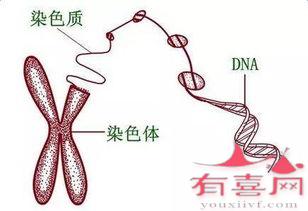 先天性肌强直症