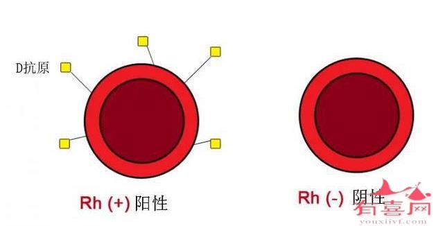 rh(d)血型阳性是什么意思