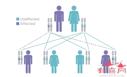 常染色体显性遗传模式示意图