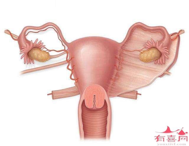 有宫颈肥大要注意什么