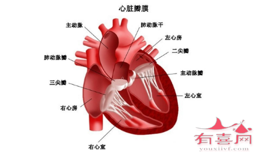 心脏截面示意图