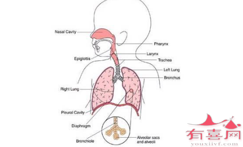 小儿呼吸系统示意图