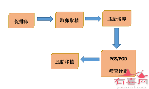 三代试管周期大致流程