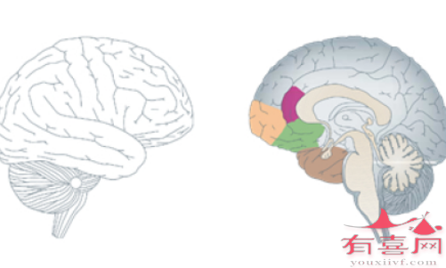 大脑神经细胞