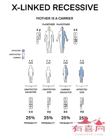 X连锁隐性遗传模式
