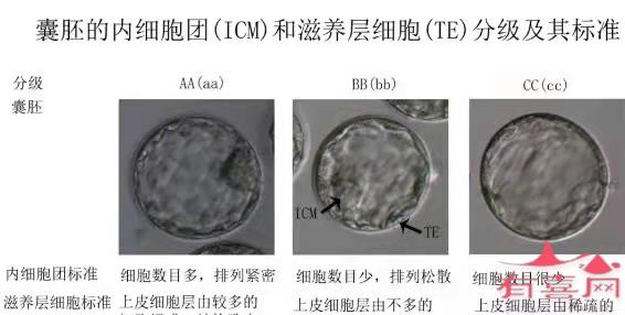 囊胚等级划分标准