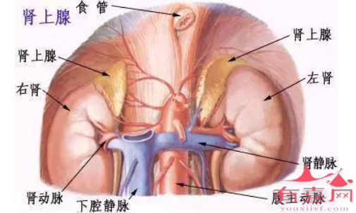 肾上腺受损导致激素皮质醇分泌不足