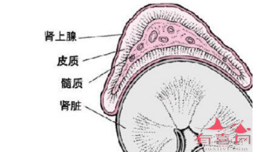 肾上腺由皮质和髓质组成