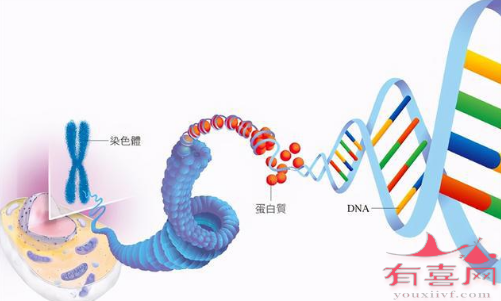 三代试管PGD技术能够阻断该病遗传