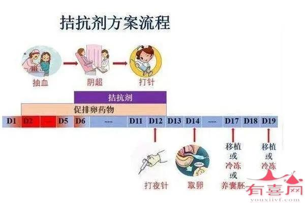 拮抗剂方案流程示意图