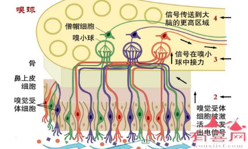 嗅球不发育或发育不全