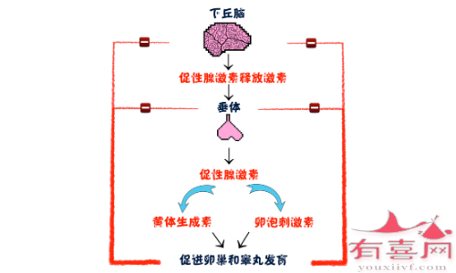 人类正常的生殖轴