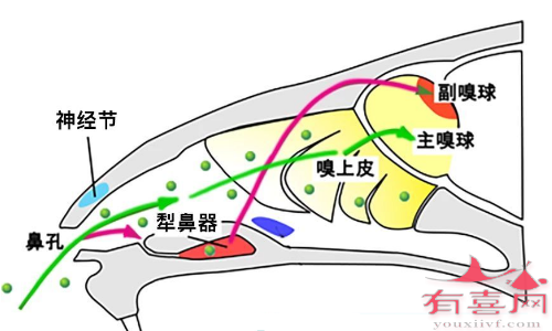 嗅觉系统