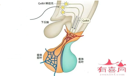 GnRH神经元