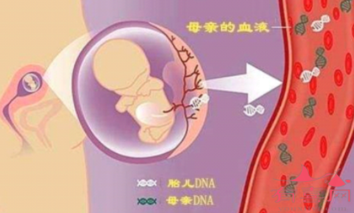 在孕15-20周时做唐筛检查