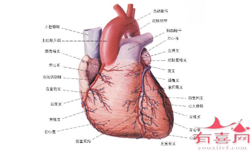 Noonan综合征可能导致心脏方面的问题