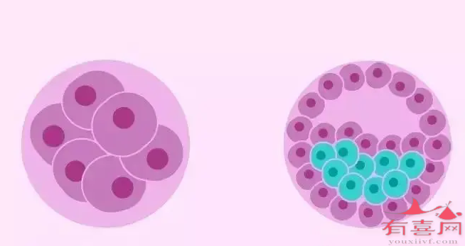 4bc囊胚的成功率怎么样