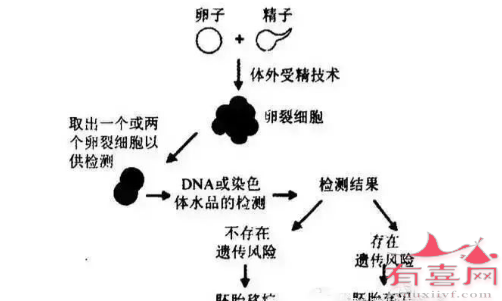 胚胎植入前遗传学诊断，选健康胚胎移植