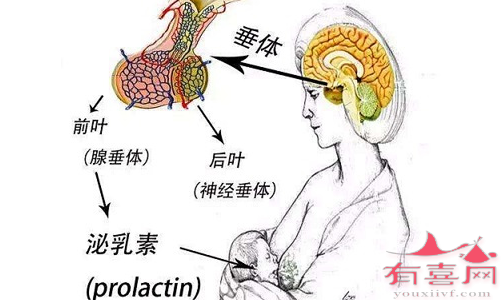 垂体结构：两个叶，前叶和后叶