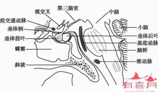 蝶鞍取解剖平面图