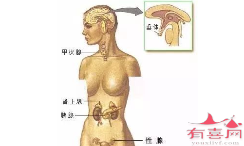 垂体控制内分泌系统多个腺体