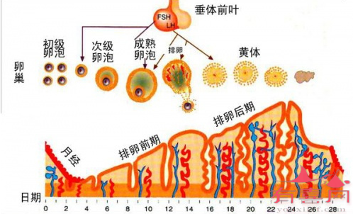 性激素人工周期疗法