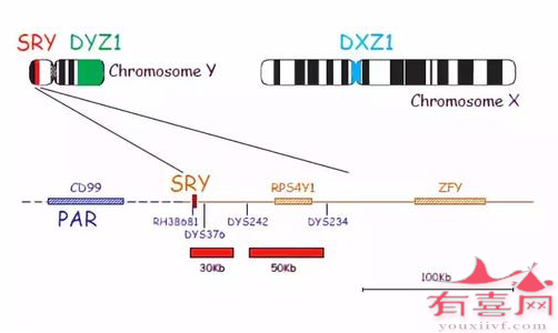 发生易位，SRY基因成为X染色体的一部分