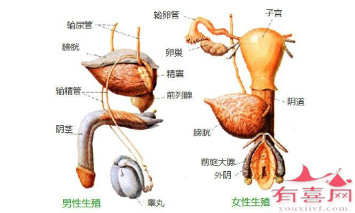 医学上不需要治疗，但患者可以选择自己偏向男性还是女性