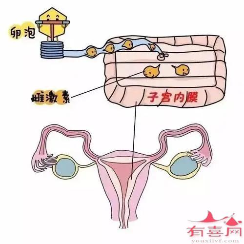 黄体期内膜功能不全