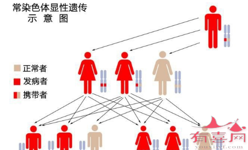 常染色体显性遗传示意图