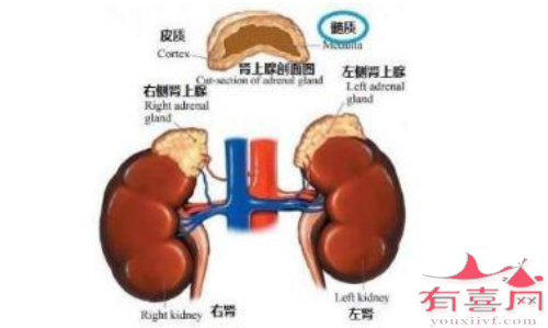 完整的肾上腺情况