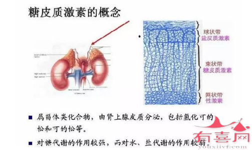 糖皮质激素概念