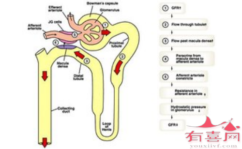 肾脏过滤示意图