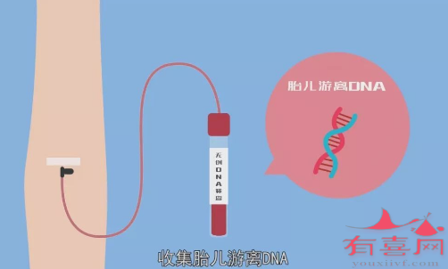 采取孕妇静脉血进行生物信息分析