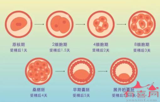 胚胎发育示例图