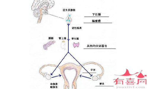 子宫功能性出血症状有哪些