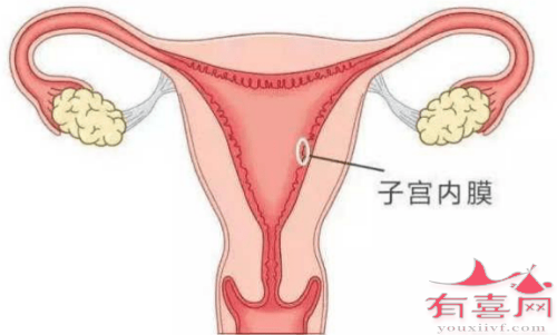 卵泡的发育与子宫内膜发育不同步