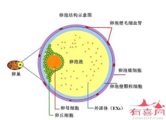 卵泡结构示意图