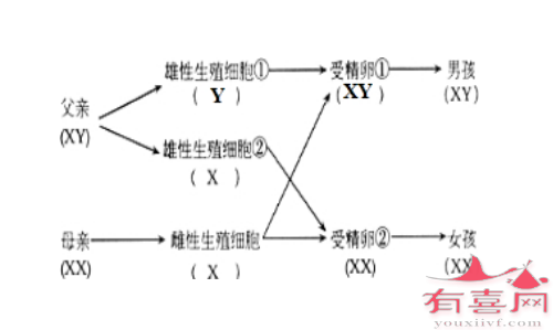 生男还是生女主要由男方的性染色体决定