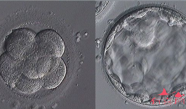 4ab囊胚质量怎么样，移植后成功率多大