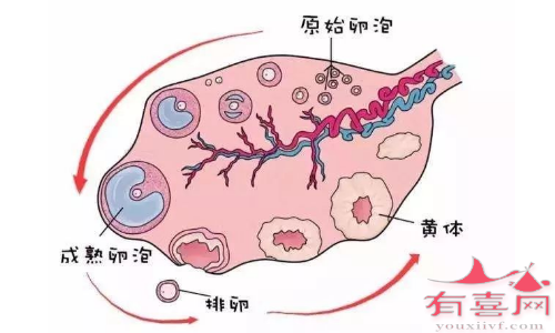 14天卵泡大小参照